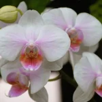 att-fa-din-orkide-att-blomma-igen-ar-lattare-an.webp.webp
